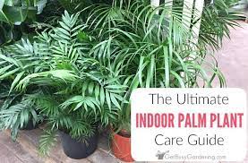 The Ultimate Palm Plant Care Guide