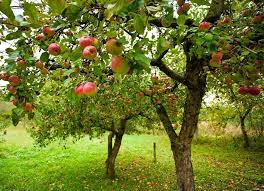 Apple Trees Everything You Ever Wanted To Know