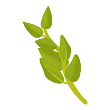 Spice Oregano Icon Cartoon Vector Herb