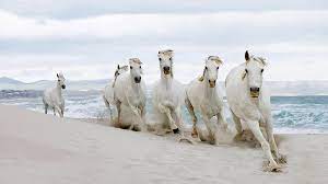 s horses running white horse
