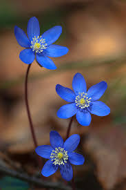 free blue flowers macro