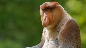 Which monkey has the biggest nose?