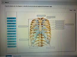 Image result for axial skeleton anatomy labeled axial, diagrams the rib cage labeled diagram rib cage human, 7 4 the thoracic cage anatomy and physiology, rib cage, how to draw a rib cage really easy drawing tutorial. Solved Drag The Labels Onto The Diagram To Identify The S Chegg Com