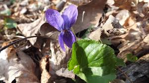 Beautiful bouquets and flower arrangements delivered by the best florists throughout ontario. Northern Blue Violet Growing In Spring Time At Beamer Memorial Conservation Area In Grimsby Ontario Canada Spring Wildflowers Wild Flowers Invasive Plants
