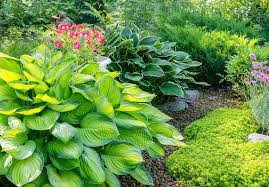 the ultimate guide to hosta care
