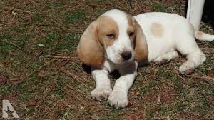 The cost to buy a basset hound varies greatly and depends on many factors such as the breeders' location, reputation, litter size, lineage of the puppy, breed popularity (supply and demand), training, socialization efforts, breed lines and much more. Basset Hound Puppies For Sale In Richmond Va Petsidi