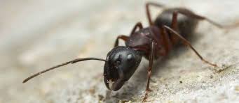 get rid of carpenter ants in trees