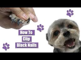 how to clip black nails you