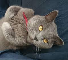 british shorthair kittens and cats in