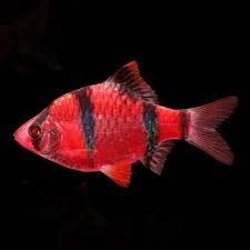Tropical Fish For Freshwater Aquariums Glofish Starfire