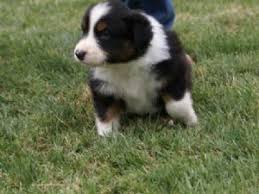 Check spelling or type a new query. Australian Shepherd Puppies In California