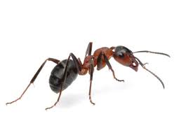 ants hometeam pest defense