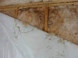 five places to find mold in your home