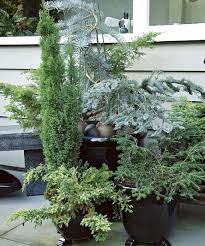 How To Grow Conifers In Containers