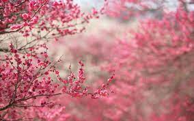 2560x1600 Pink Nature Wallpapers for ...