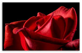 Single Red Rose Black Background Ultra