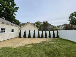 Arborvitae Wall Privacy Fence