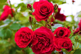 Check spelling or type a new query. Organic Fertilizer For Rose Plants To Boost Flowering Gardening Tips