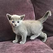 Rights managed white background image. Russian Blue Wikipedia