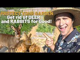 Top 3 Ways To Keep Deer And Rabbits Out