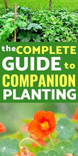 companion planting in your vegetable garden