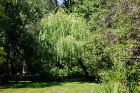 weeping willow tree plant care