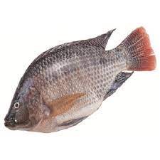 whole tilapia fish gutted gilled and
