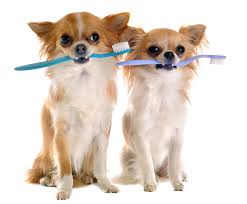 Chihuahua Dental Care And Oral Hygiene 101