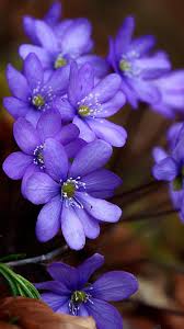 Maybe you would like to learn more about one of these? Spring Blue Purple Flowers 750x1334 Iphone 8 7 6 6s Wallpaper Background Picture Image