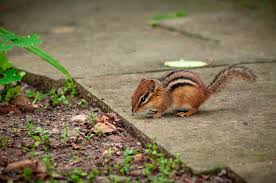 Everything About Chipmunk Removal