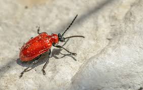 how to get rid of carpet beetles