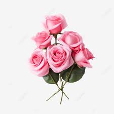 pink rose flowers for love wedding and