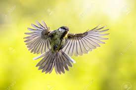 緑の背景に目に見える伸びた羽を持つ着陸直前に飛んでいるシジュウカラ(parus Major)鳥の写真素材・画像素材 Image 191854086