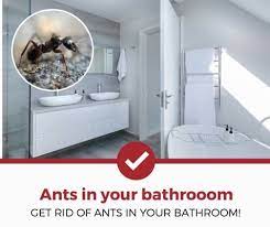how to get rid of ants in your bathroom