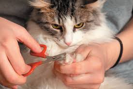 nail t made easier tufts catnip