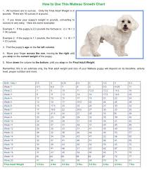 Maltese Growth Chart Petmaltese Com Puppy Growth Chart