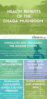 Chaga Mushroom Benefits The Facts Mushroom Benefits