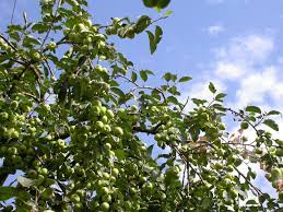 ワリンゴ（和林檎） (Malus asiatica) 花言葉，毒性，よくある質問 - PictureThis