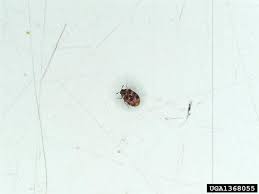 carpet beetles got pests board of