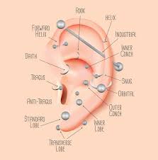 Ear Piercing Chart Bubble Free Stickers