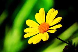 超过40 张关于“花儿”和“自然”的免费图片- Pixabay