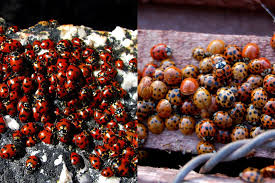 using ladybugs as pest control