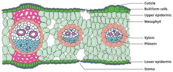 internal structure of monocot leaf
