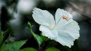 超过40 张关于“白芙蓉”和“自然”的免费图片- Pixabay