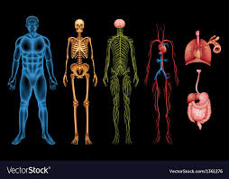 human body systems royalty free vector