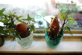 may is a great time to plant sweet potatoes