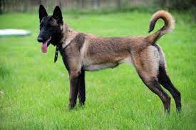 belgian malinois is the high