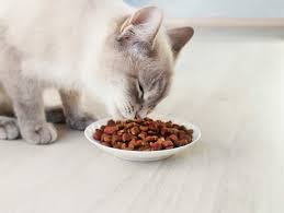 5 homemade cat food recipes for cats