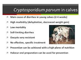 Health And Disease In Calves And Heifers Overview Common