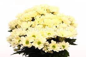 Хризантема кустовая Prosecco 70 см от склада цветов цветы оптом 24 ру с  доставкой по СПб 24 часа